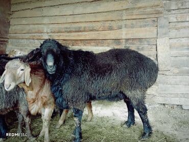 сколько стоит коза дойная купить: Продаю | Баран (самец) | Для разведения | Племенные, Осеменитель — 4