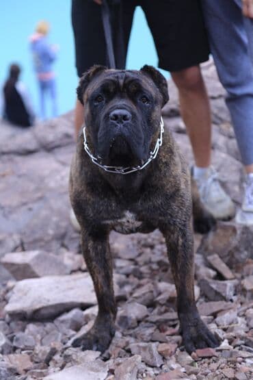 собака домашняя: Вязка: Кане-корсо, Самец, Более 5 лет, С родословной — 4