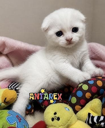 scottish fold: Шотландские вислоухие котята, можно БРОНИРОВАТЬ забирать после — 3