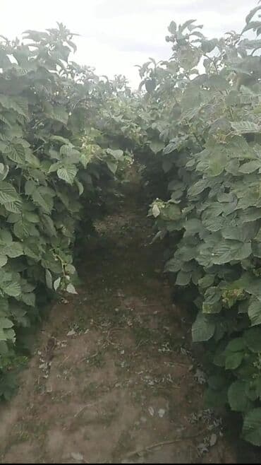 Куплю земельный участок: 260 соток — 1