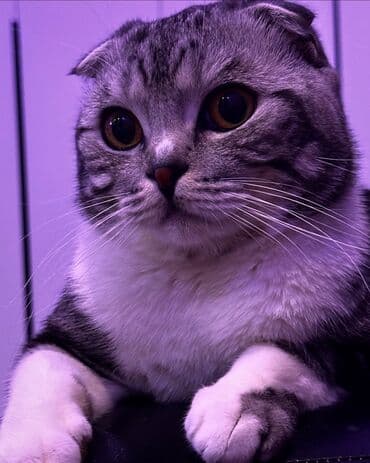 показы 1 354 72 договорная кошка даром британская короткошёрстная 1 год мальчик метис 2 позвонить написать: Вязка: Скотиш Фолд (Шотландская вислоухая), Мальчик, 2 года — 4