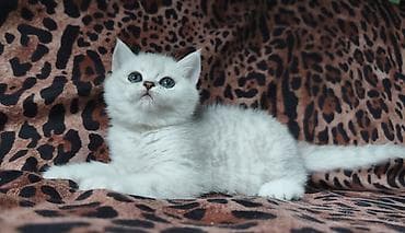 шотландская: Питомник шотландских кошек предлагает к предварительному резерву — 3