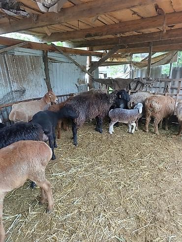 яицо черепахи: Продаю | Овца (самка) | Полукровка | На забой | Матка — 4