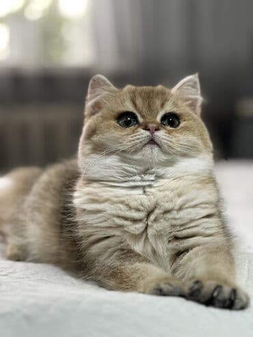 шотландский вислоухий котенок купить: Золотистый британский короткошерстный котенок с плюшевой шерстью и — 5