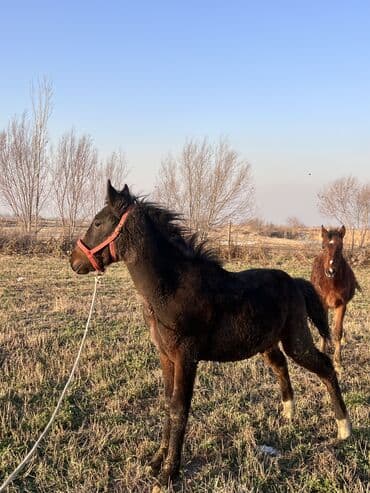 куплю домашнее животное: Продаю | Жеребенок — 3