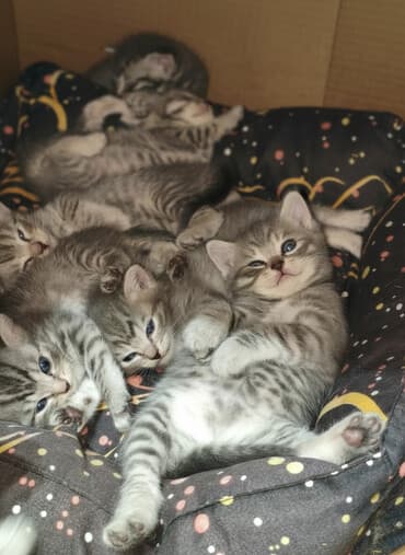 отдам даром шотландского вислоухого котенка: Котята - скоттиш страйт,окрас - голубой Табби. Родились 7 сентября,к — 1