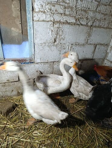 наполнители для кошек: Гуси — 1