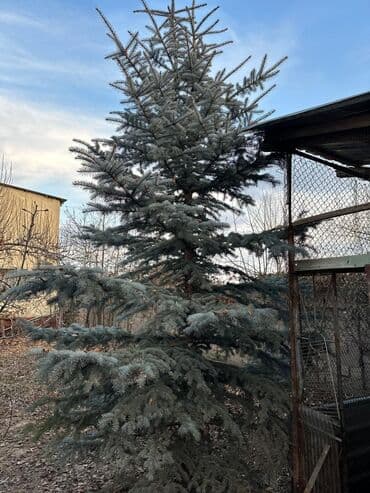 Бакча инвентары: Көчөттөр дарактардын: Карагайлар — 3