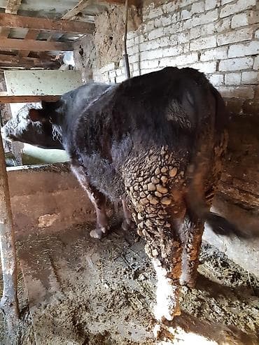 бир: Сатам | Бука (эркек) | Бордоп семиртүү үчүн, Союуга | Жасалма уруктандырылган — 1