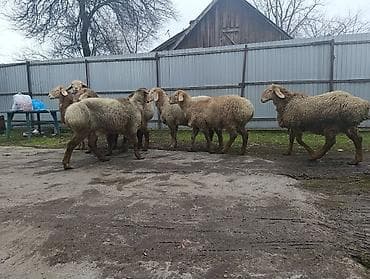 Айыл-чарба жаныбарлары: Сатам | Кочкор (эркек) | Аргын | Көбөйтүү үчүн | Жасалма жол менен боозутуу — 4