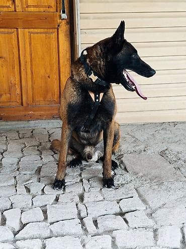 куплю щенка лабрадора: Бельгийская овчарка, 4 года, Самец, С прививкой, С родословной — 7