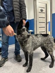 акустические системы sk group колонка в виде собак: Ит бекер берилет: Жөнөкөй ит, 7 айлык, Эркек — 1