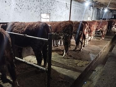 кой сой: Продаю | Тёлка | Герефорд | Для разведения | Племенные — 1