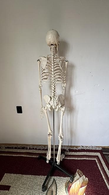мебель полки: Анатомический скелет человека в полный рост на напольной стойке - — 7