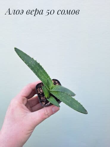 саженцы кочот: • Комнатные растения (укоренённые черенки/детки/молодые — 9