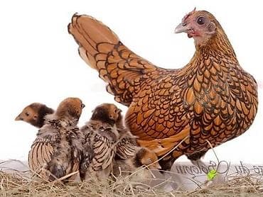 мускусные утята: Цена от 7000 и выше в зависимости от размеров. Уяча, гнездо с — 9