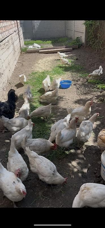 Продаю | Куры | Домашняя | Несушки — 2