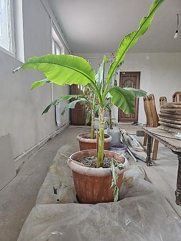 фикус тинеке: Комнатные бананы (Musaceae) в горшках - Вид: декоративные банановые — 3