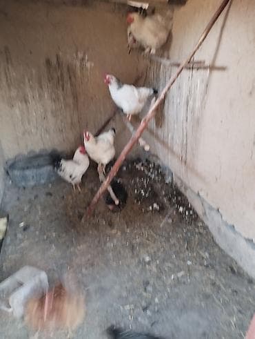 Аквариумы: Продаю | Куры | Домашняя | Для разведения — 2