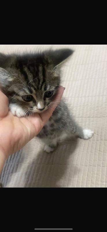 бесплатный котёнок: Отдам серого котенка в добрые руки — 1