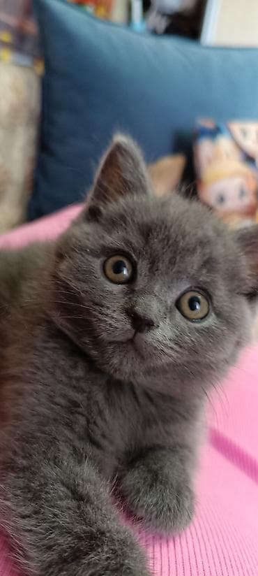 ласки: Британские котята, окрасы: сплошной голубой и тигровый табби. - — 3