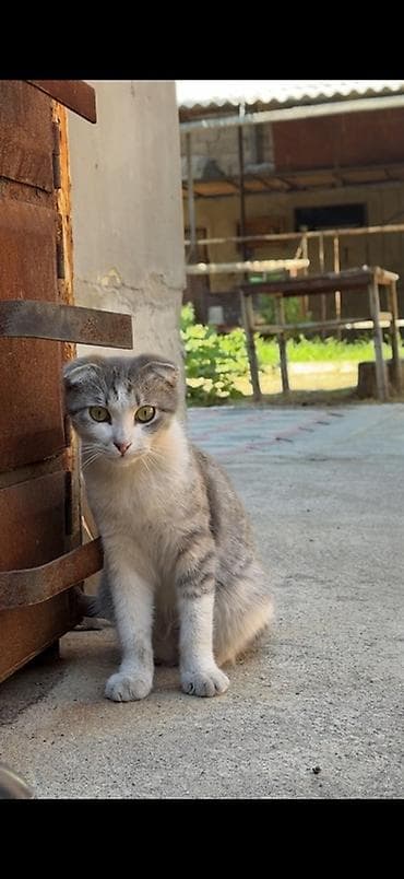 кошка шотландская: Скотиш Фолд (Шотландская вислоухая), 8 месяцев, Мальчик, Серый, Приучена к лотку, Проглистована, С прививками — 3