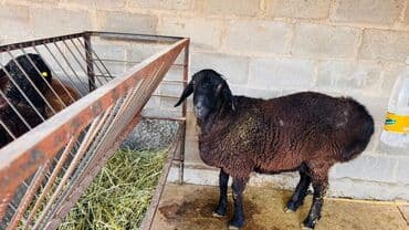 корм для бычков: Продаю | Баран (самец) | Для разведения — 1