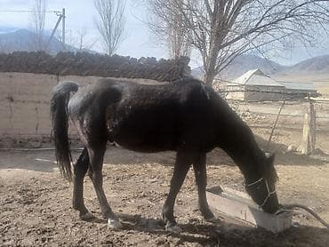 Продаю | Кобыла (самка) | Рабочий