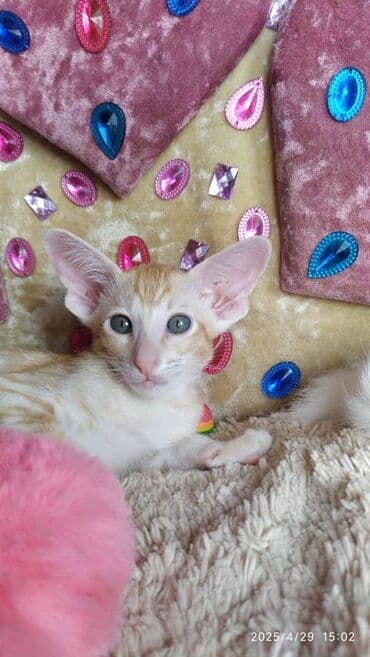 новорожденные котята: Ориентальная, 2 месяца, Мальчик, Рыжий, Приучена к лотку, Проглистована, С документами — 13