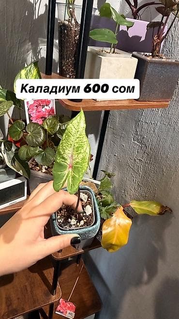 цветы фикус: Комнатные растения в горшках, цены указаны на фото — 5