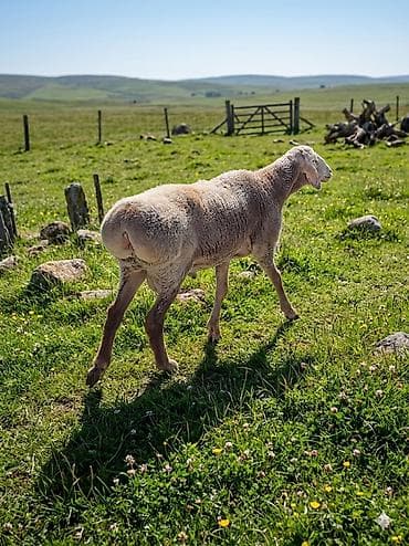 грумер бишкек цена: Сатам | Кочкор (эркек) | Арашан — 9