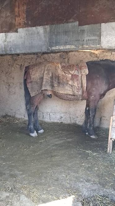 продажа домов в новопавловка: 13 соток — 3