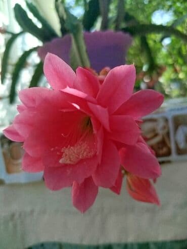 продажа рассады: Көчөттөр гүлдүн — 21