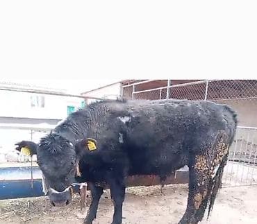 А/ч жаныбарларын сатам: Сатам | Бука (эркек) | Ангус | Бордоп семиртүү үчүн | Байланган — 5