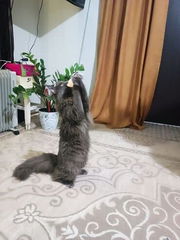 Шикарная девочка породы мейинкун девочка окрас голубой солид приучёная