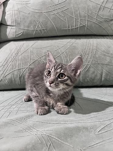 Животные: Котята — домашние компаньоны - Возраст: примерно 2–3 месяца (по фото — 2