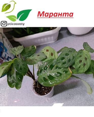 цветы оптом для бизнеса бишкек: Продаю комнатные цветы в ассортименте: Дримиопсис. Маранта Мостера — 10