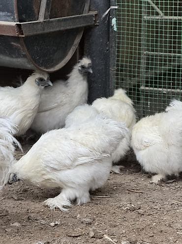 мраморный орпингтон: Продаю | Петух, Куры — 3