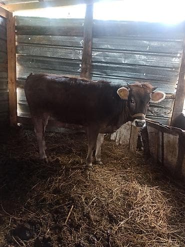 голуби животное: Продаю | Корова (самка) | На забой — 1