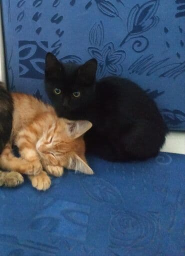 домик для котенка: Срочно ищу любящих, ответствен. заботливых хозяев для кошки и ее трех — 2