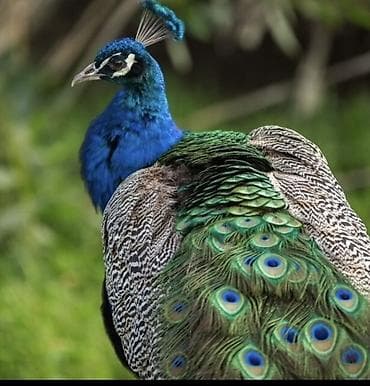 Аквариумы: Продаю павлин самец — 1