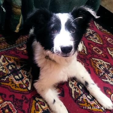черные псы: Щенок, черно-белый, среднего размера. Порода: помесь — 2