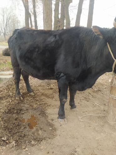 продаю музоо торпок корова самка бык самец айрширская ангус алатауская на забой для разведения на откорм племенные нетель привязанные: Продаю | Бык (самец) | На откорм | Привязанные — 3