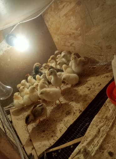 продажа домашних животных: Продаю | Цыплята | Домашняя | Для разведения — 1