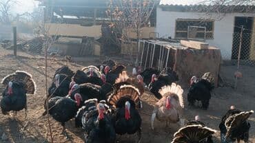 отдам даром собаку: Продаю | Индюк (самец) | Для разведения | Племенные — 1