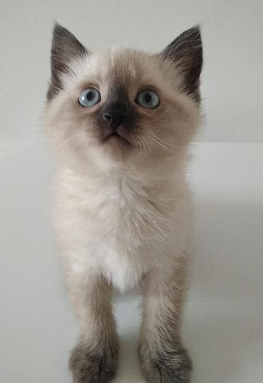 сиамский котенок цена: Сиамская, 2 месяца, Девочка, Приучена к лотку — 8
