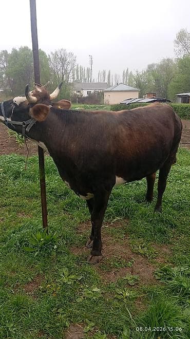 продаются бараны: Продаю | Корова (самка) | Для молока — 6