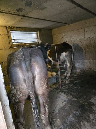 продам охотничью собаку: Продаю | Корова (самка) | Полукровка, Алатауская | На откорм, Для разведения, Для молока | Привязанные — 3