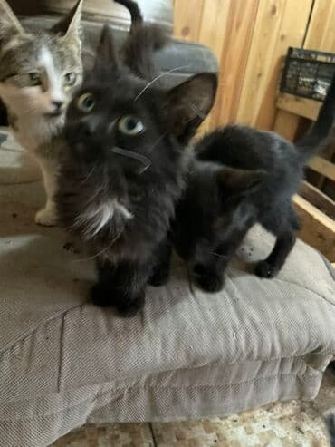 домашние кошки: Отдам в хорошие руки Окрас разный: - пушистые чёрные с белой — 5