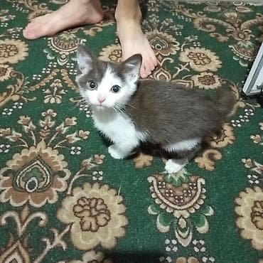 отдам даром котенка бишкек: Кошка даром: Беспородная, Мальчик — 3